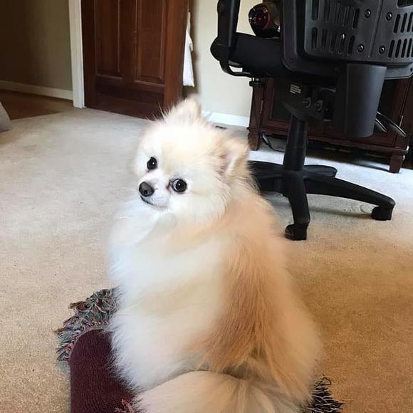 Meet your Posher, Grace - Picture 1 of 1